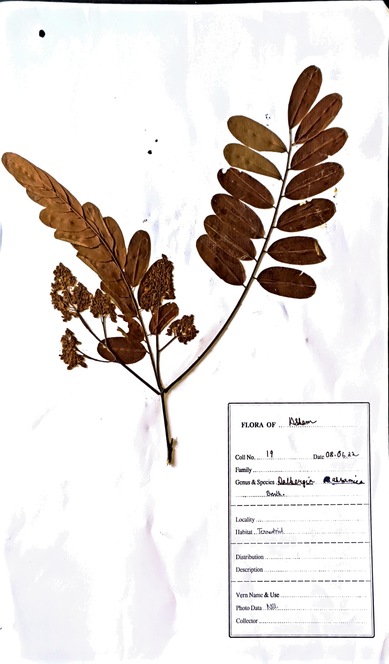 Medeluwa (Ass.) (Herbarium)